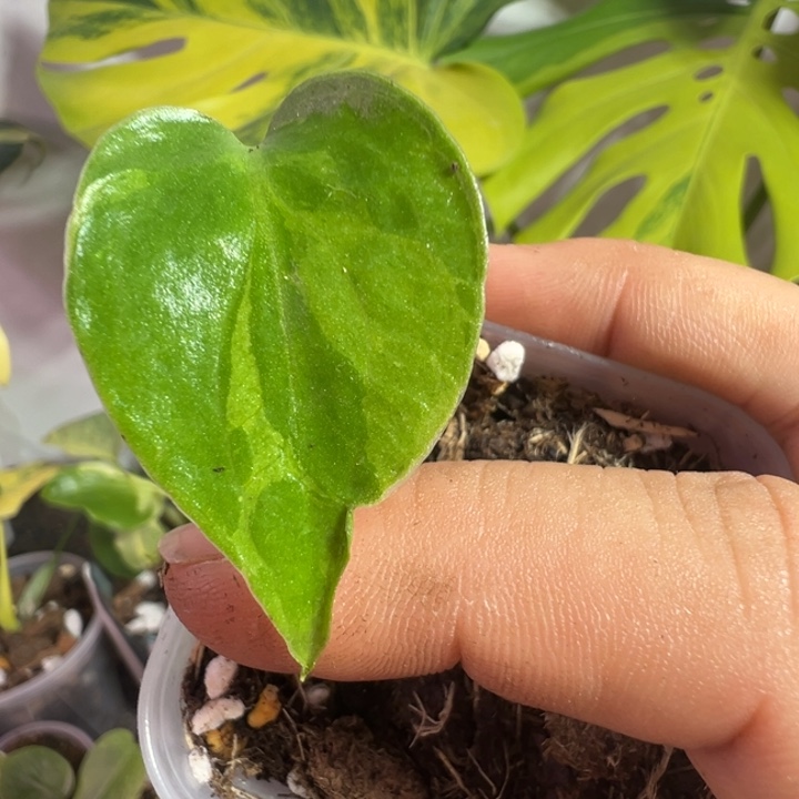 吉***锅完全开放龟背竹种子苗