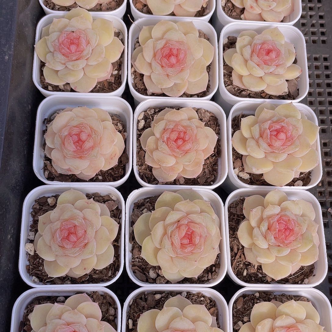 904号 芙蓉珍妮单头一个