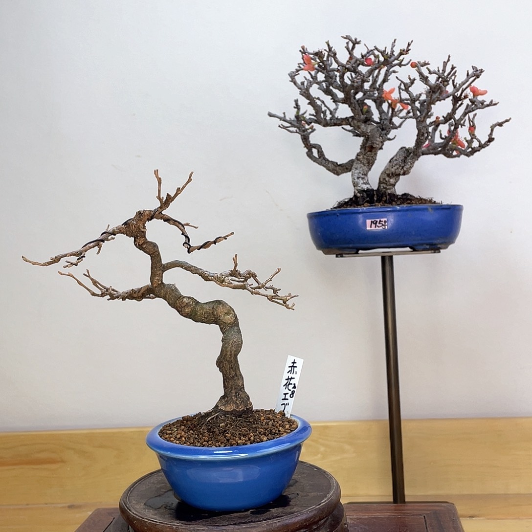 木本红花野茉莉盆栽