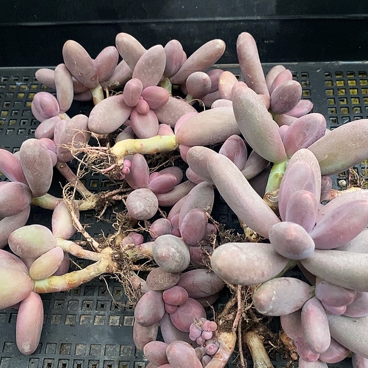 一***光无花朵1246号一物一拍糖果