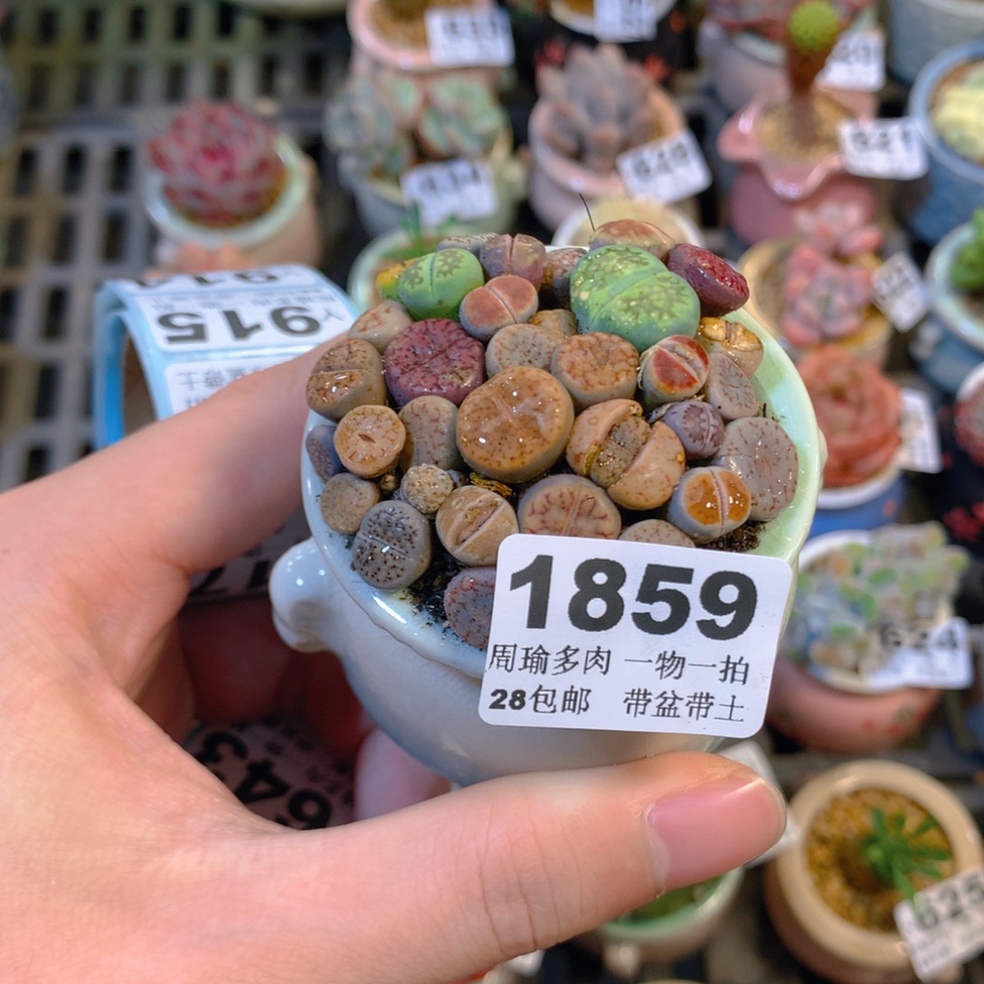 5厘米盆精控多肉1859