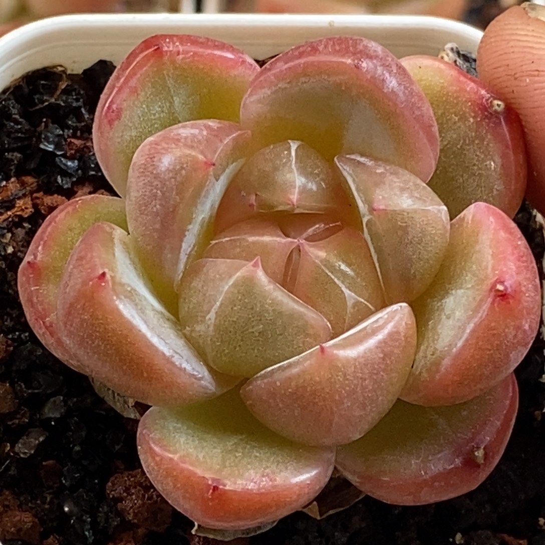 天官赐福百无禁忌