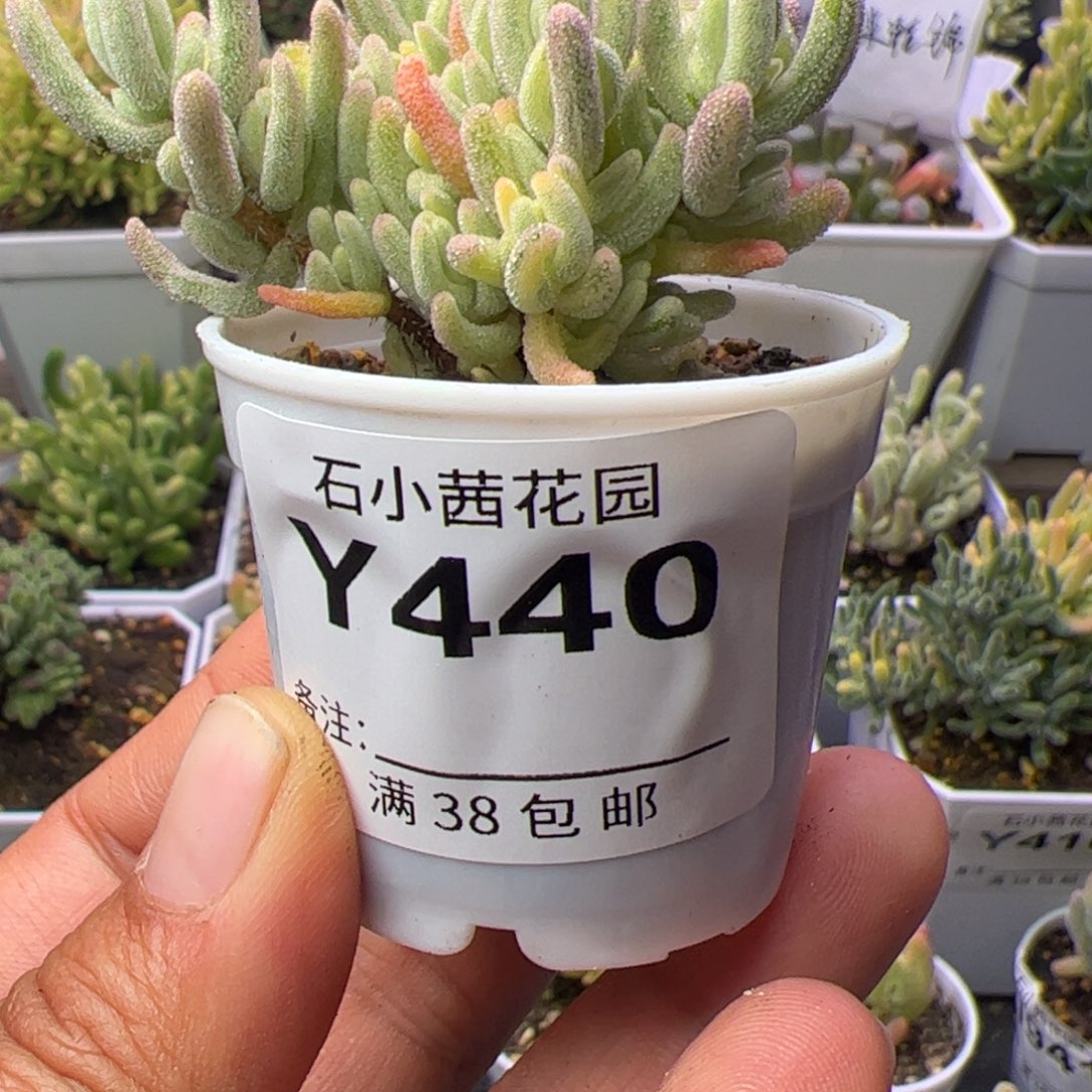 多肉植物枝干橙叶白锦