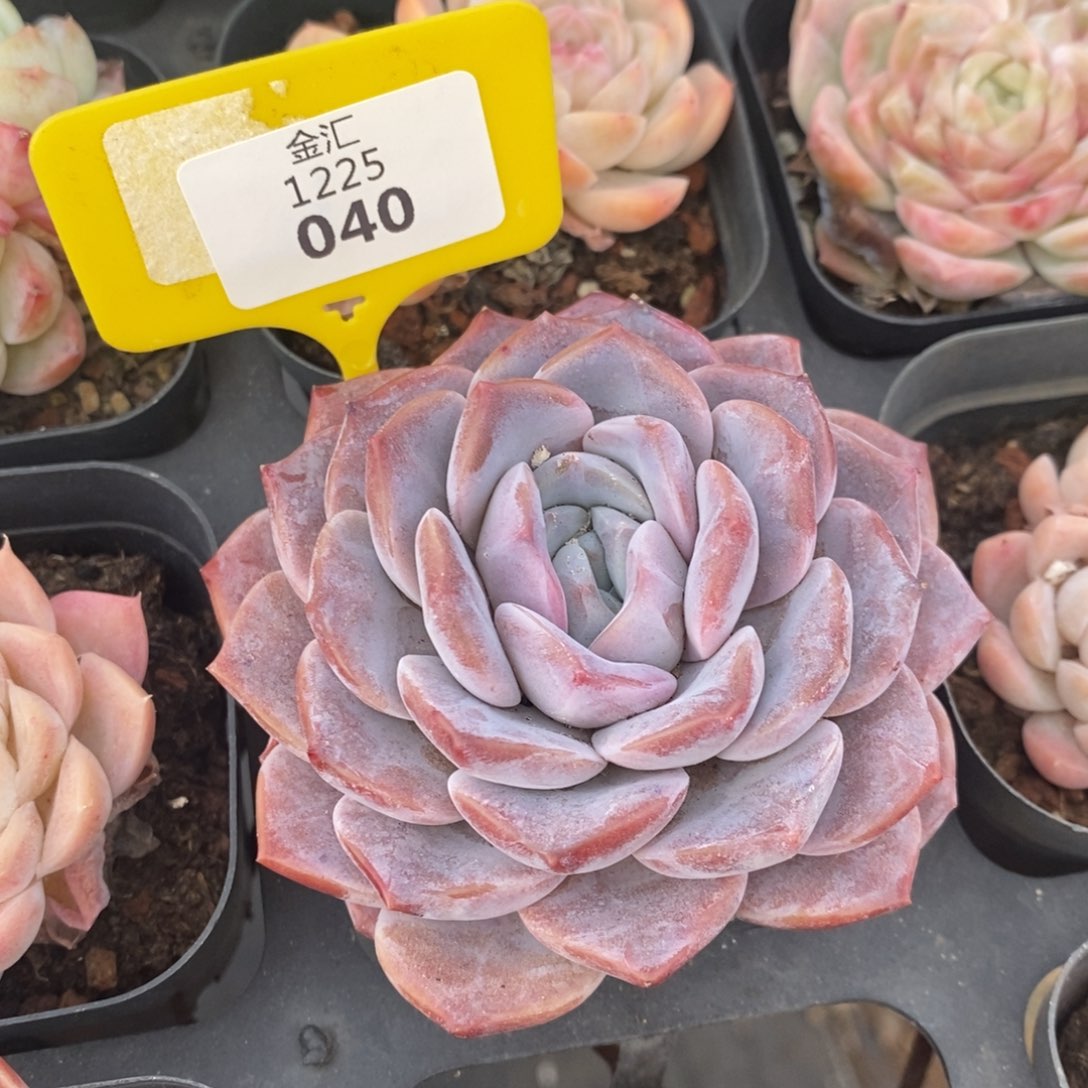 福利多多。1225040