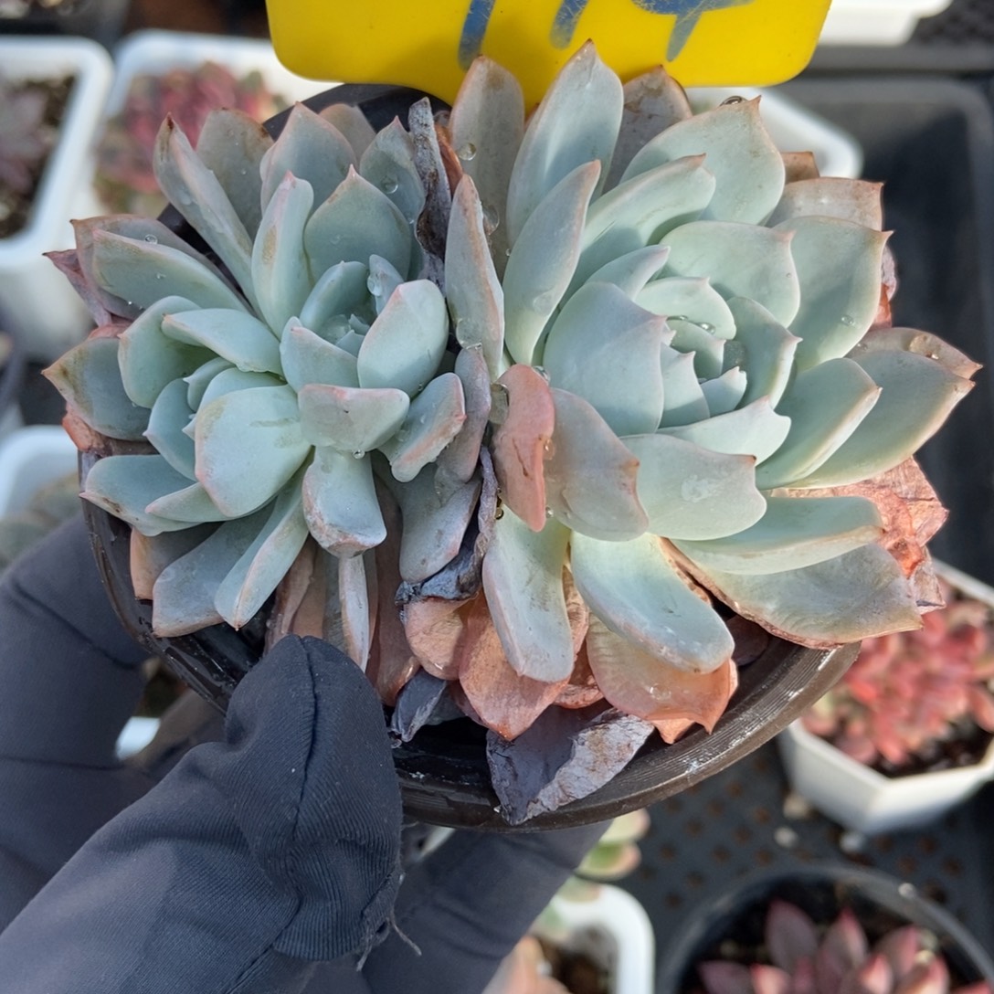 714白茶多肉植物多肉