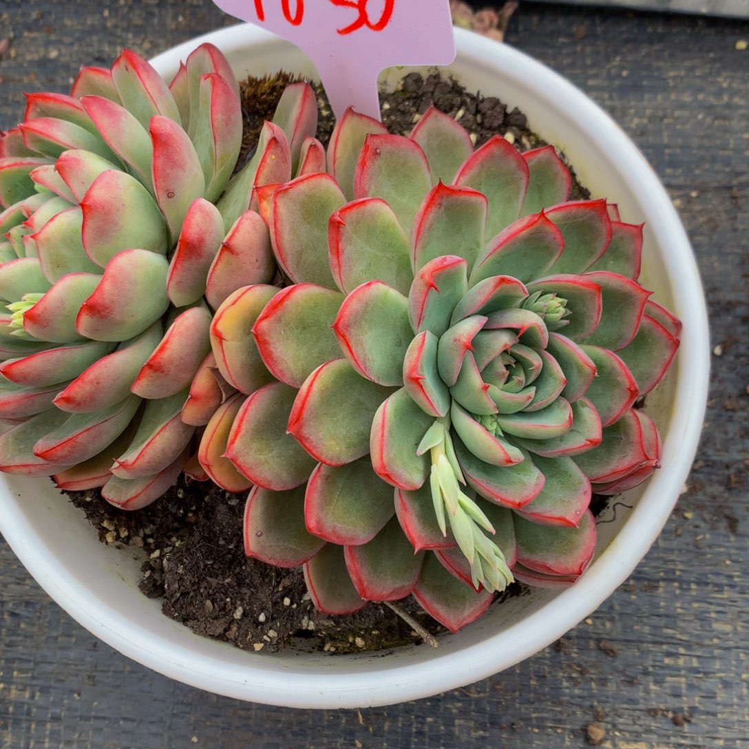 一物一拍1630-5-11