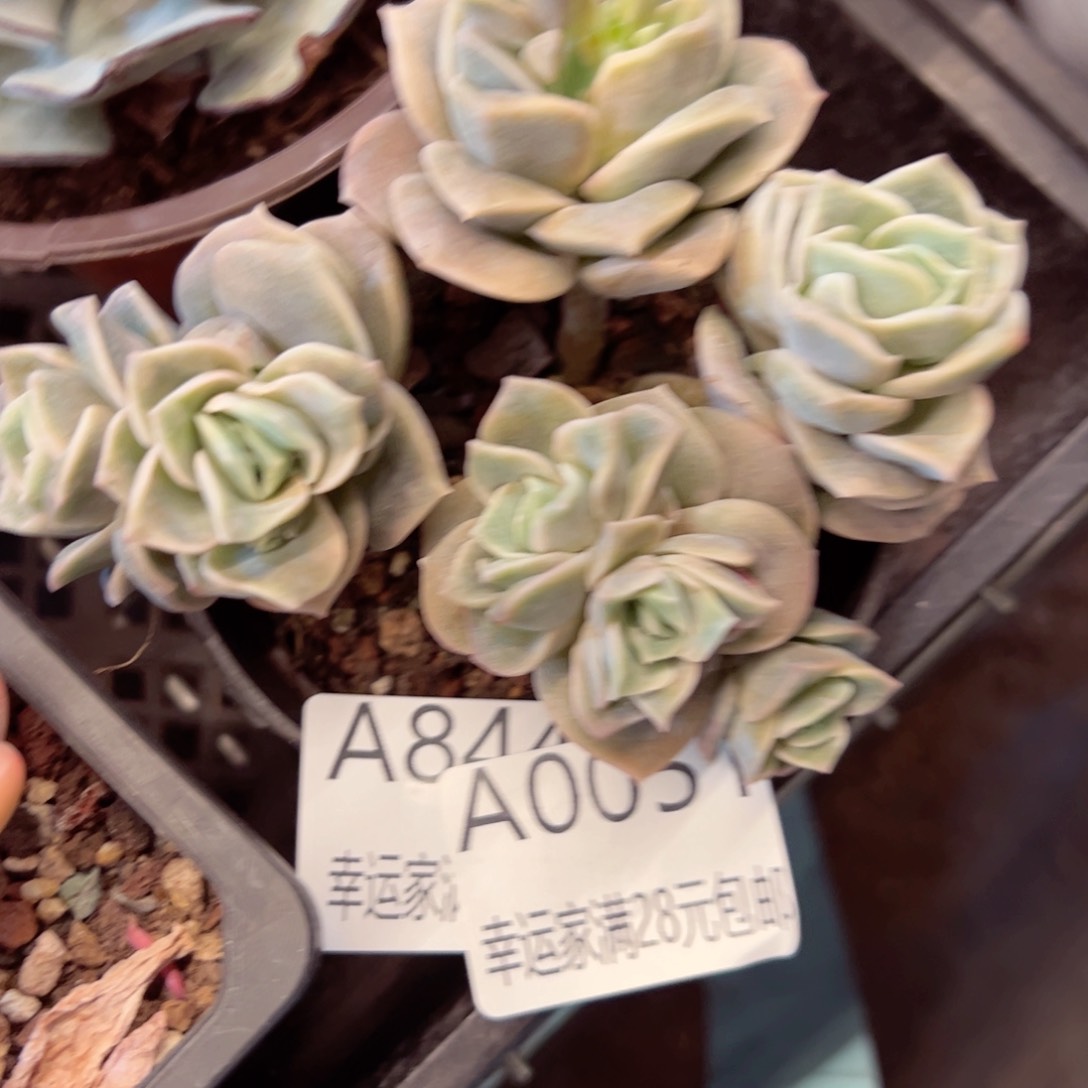 幸运的是我的朋友