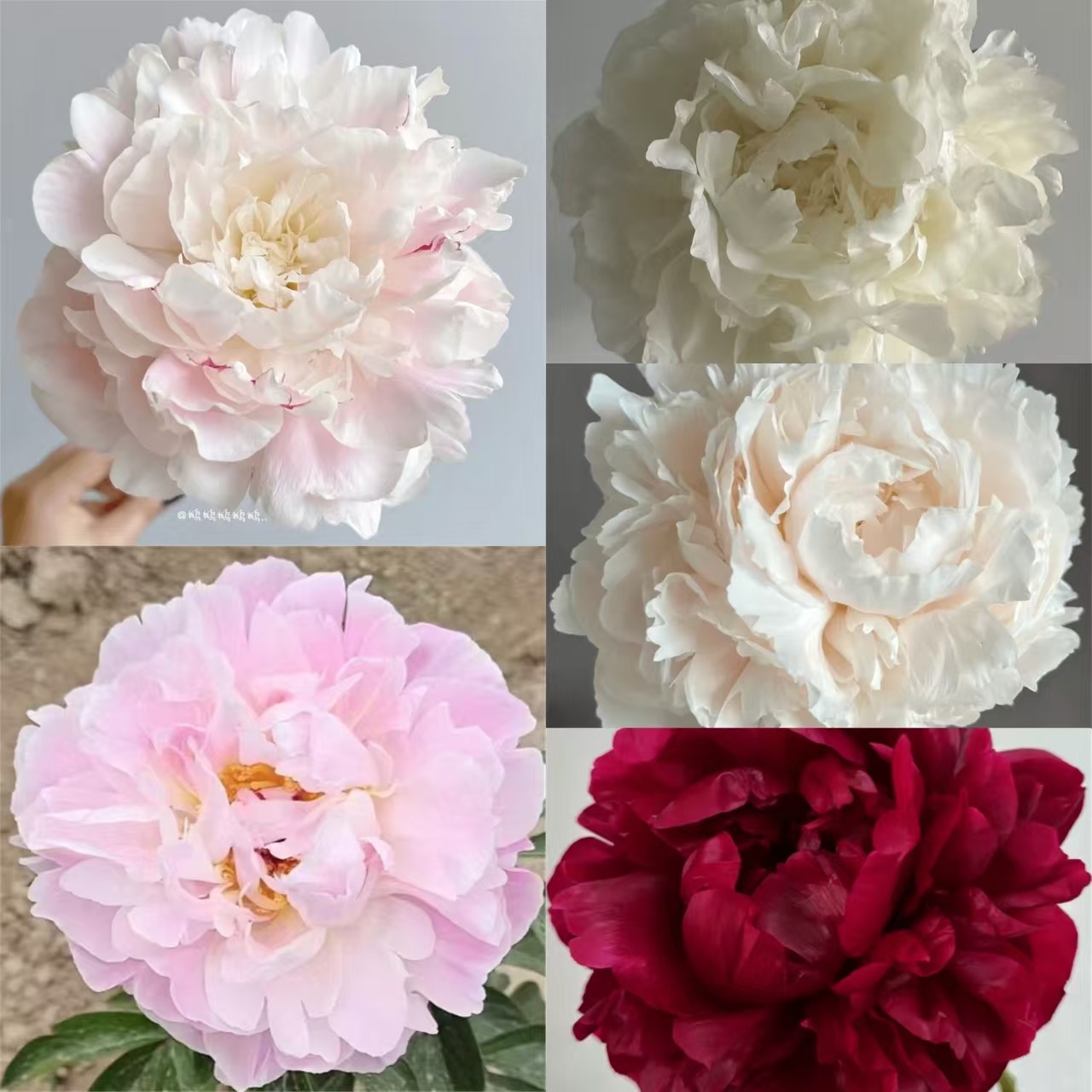 恒巢预售  进口品种芍药种苗2-3芽     秋季发货