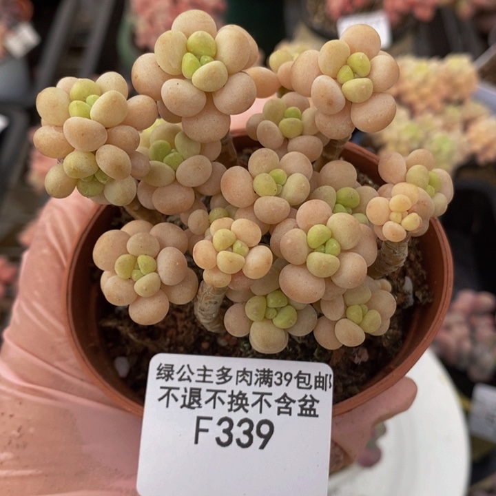 圆叶花朵鱼子酱7cm339多肉植物