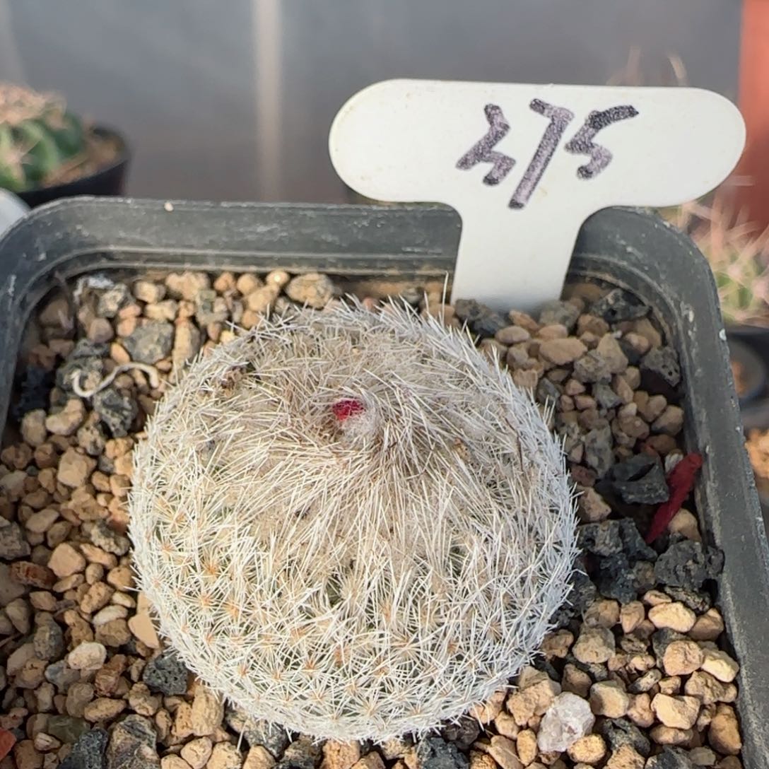 375实生天世界多肉3.2