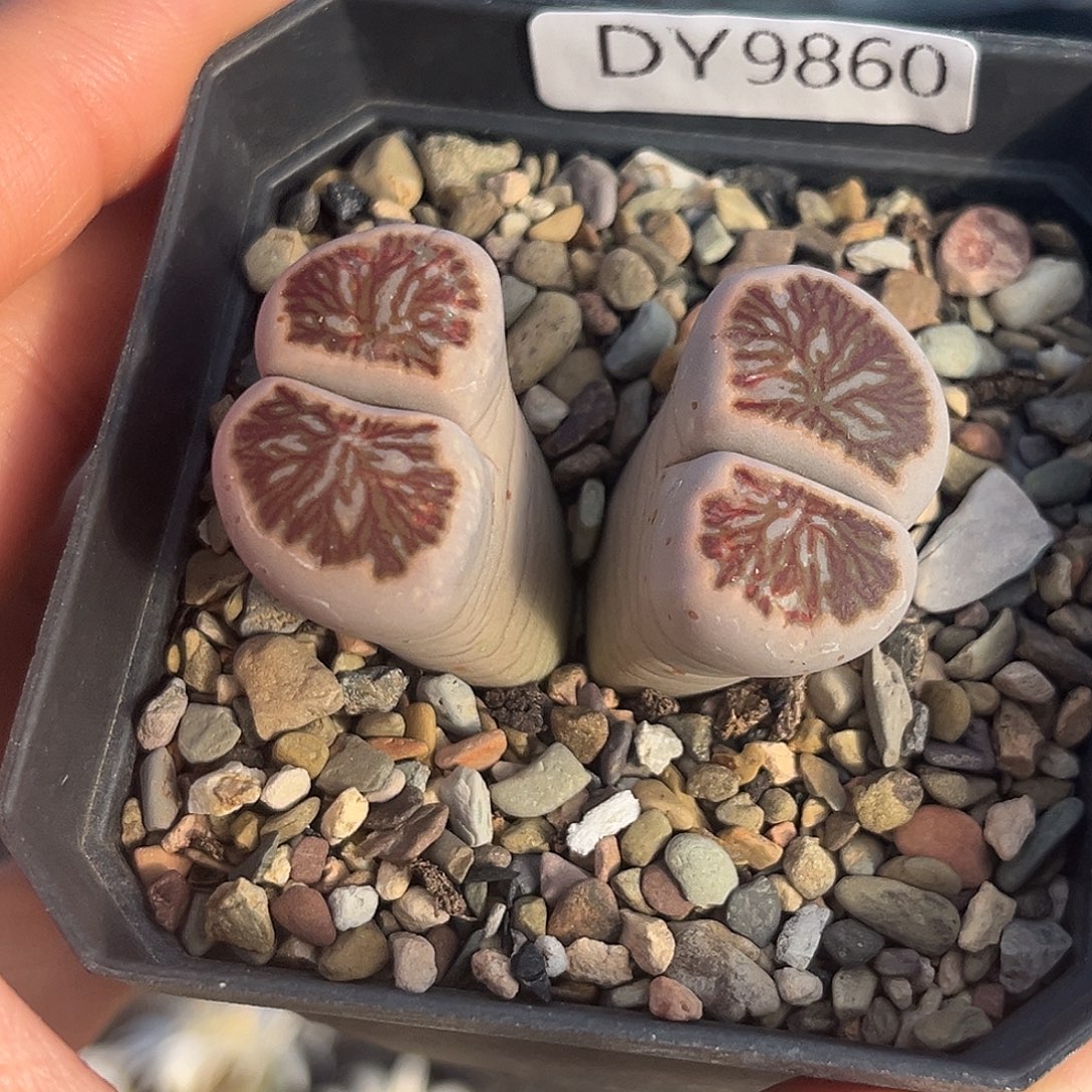 一物一拍菊母本9860