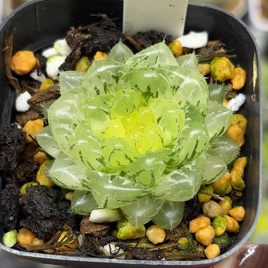 小****35。翠云锦福利专场