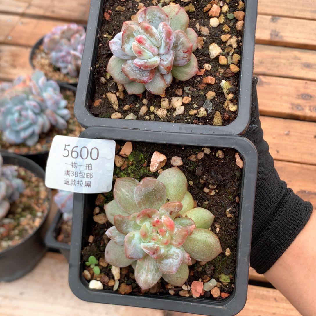 拉丝星影石化两颗 5600