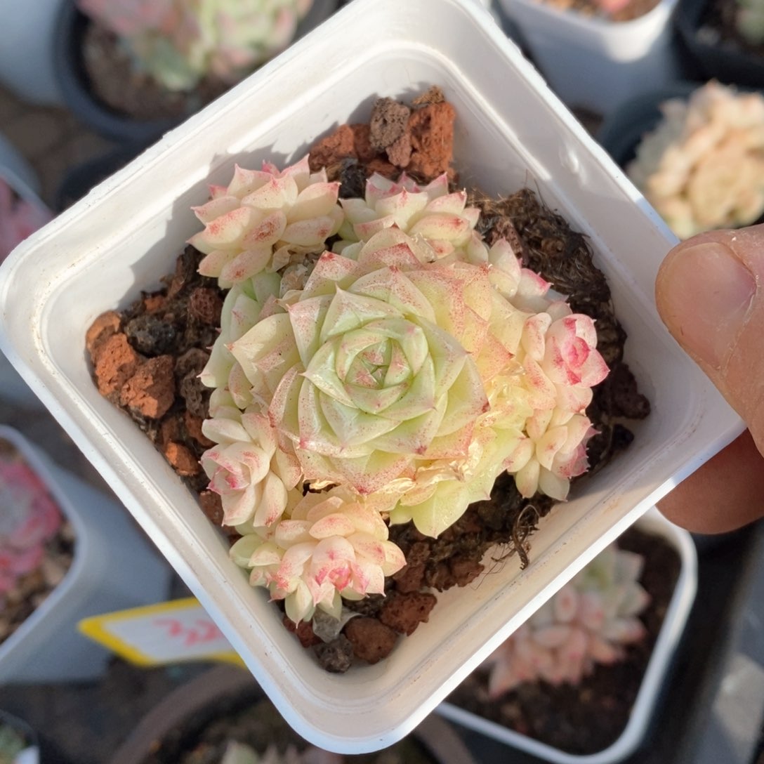 精品多肉一物一拍不包整100