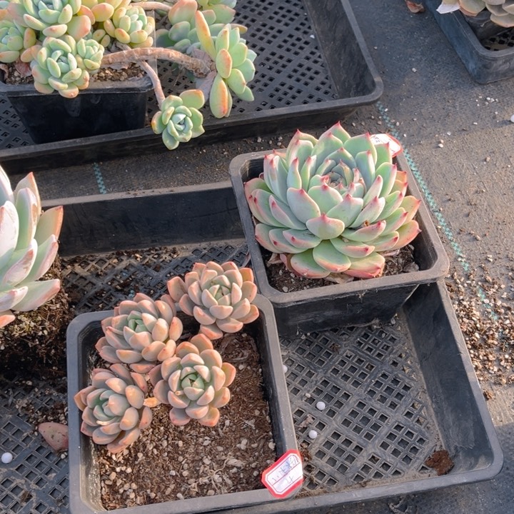 小****0吉娃娃粉佳人