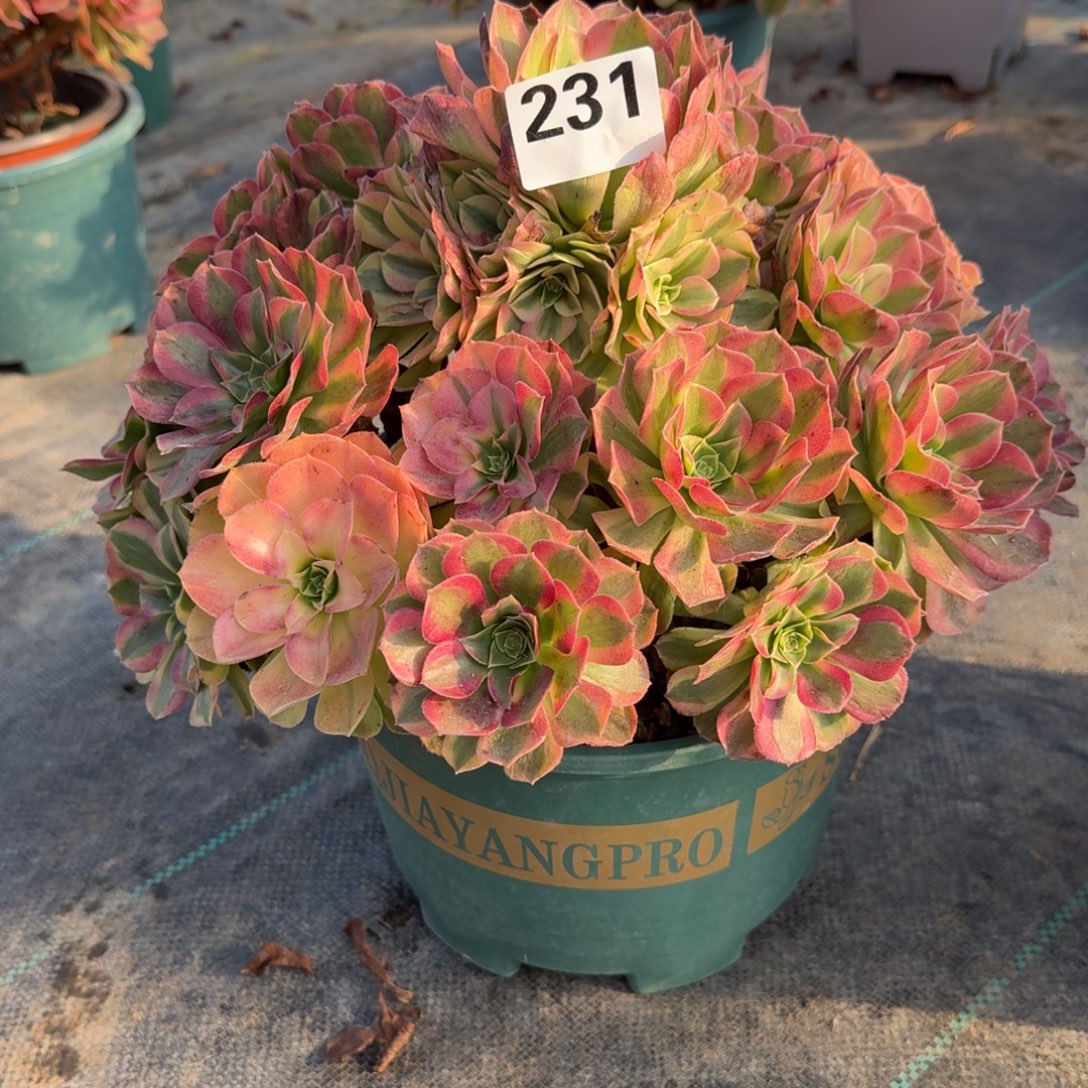 231大雨河多肉植物的