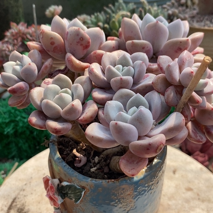 花瓣鹿整装无砍多肉