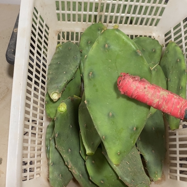 龙爪掌侧芽6片包邮