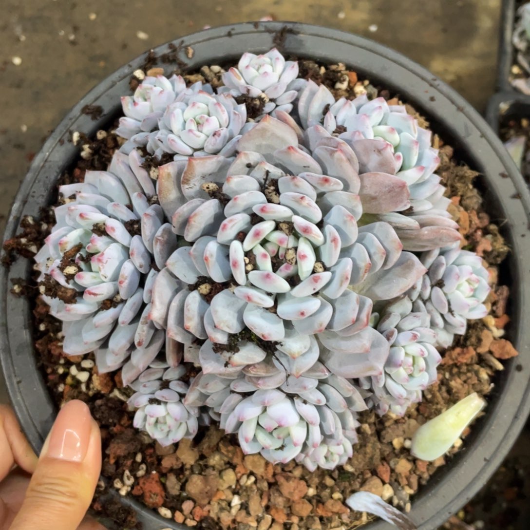 星星橙冠幅14 公分一物一拍