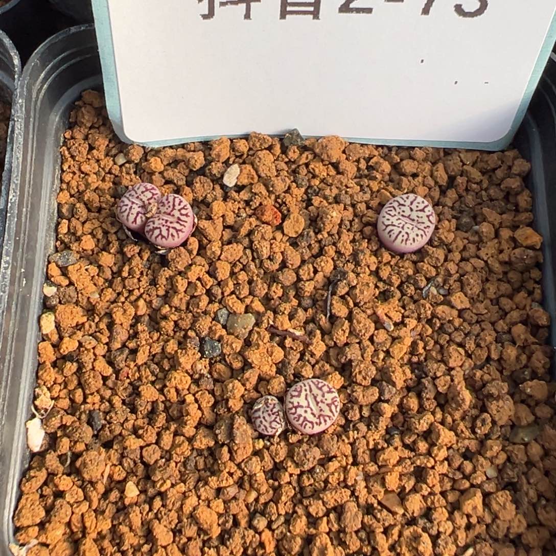 2-73肉锥多肉植物，