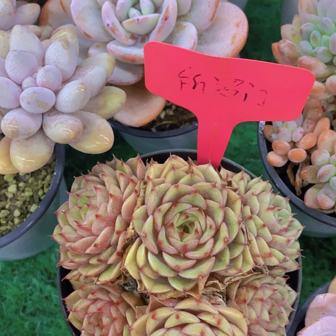 开心多肉，首播2场，一单包邮