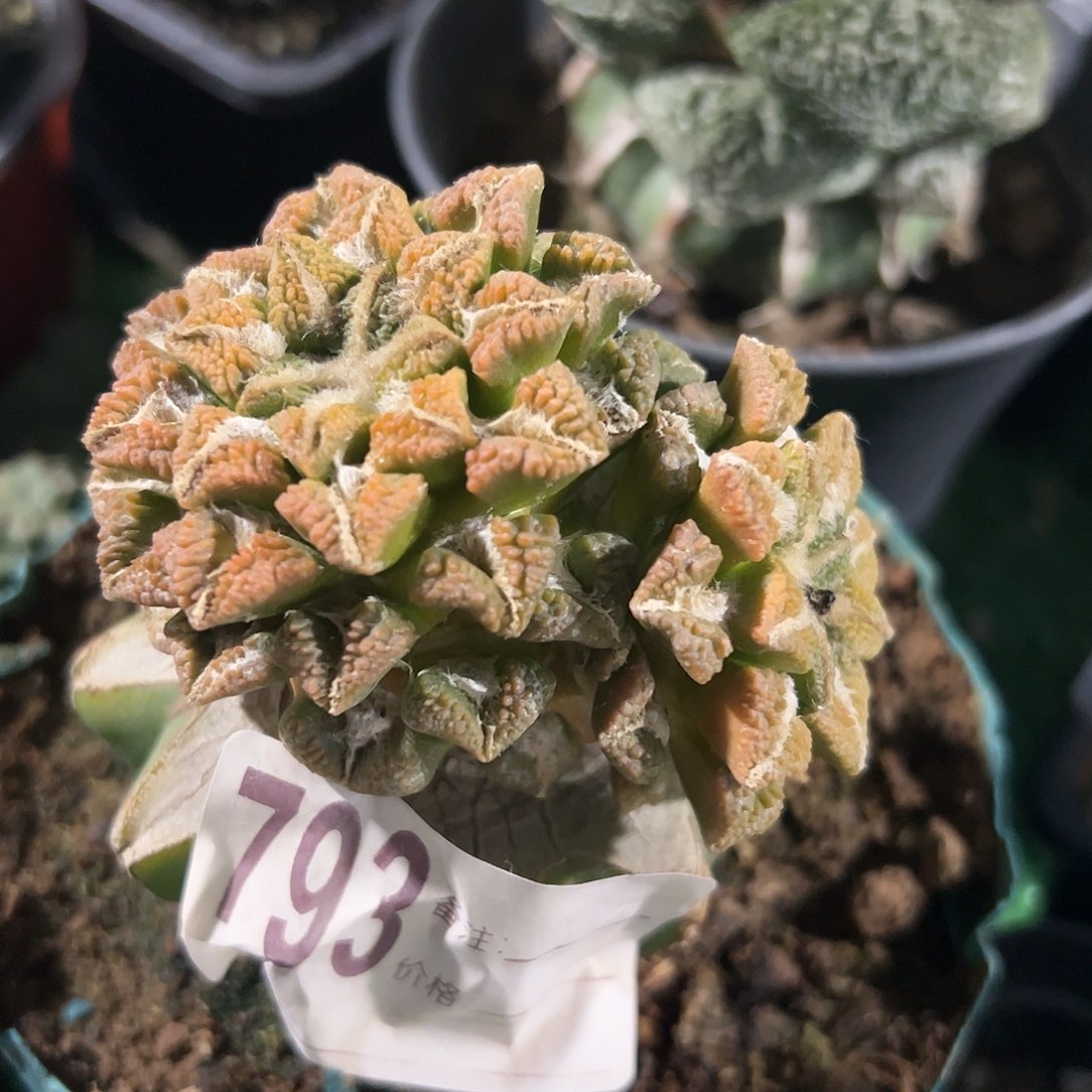 双头黑牡丹锦793