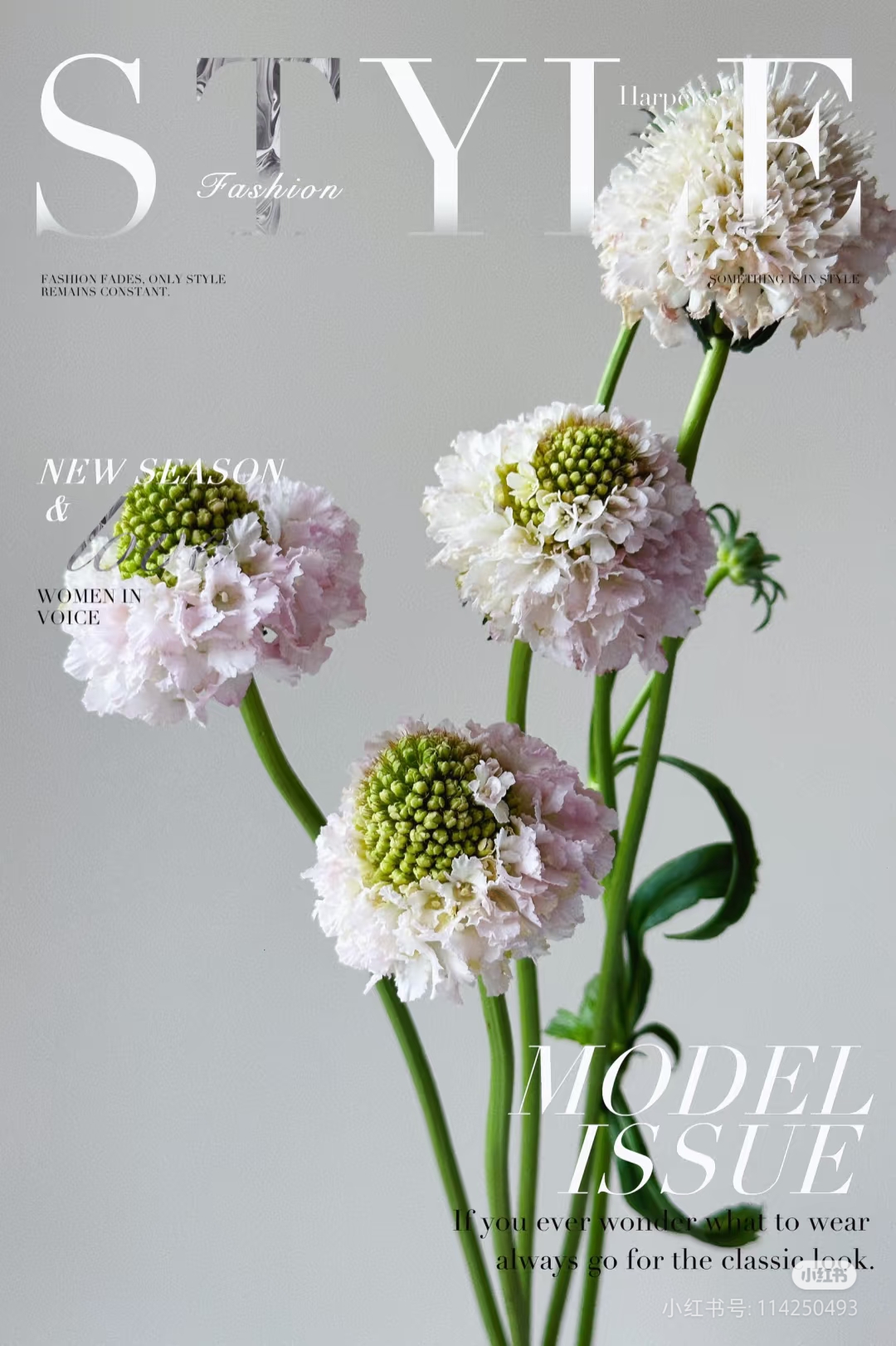 【香羿鲜花】松虫草一扎/全场任意满两单及以上包邮