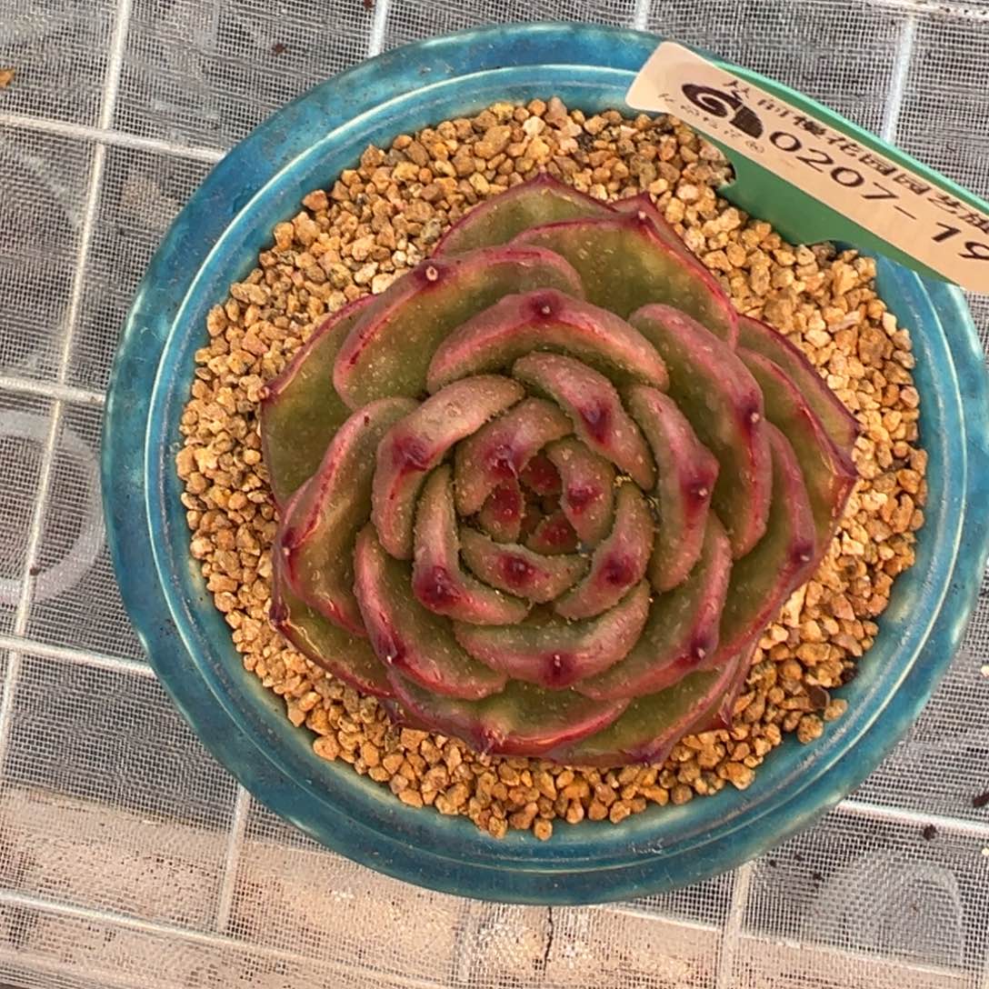 多肉一物一拍0207-19