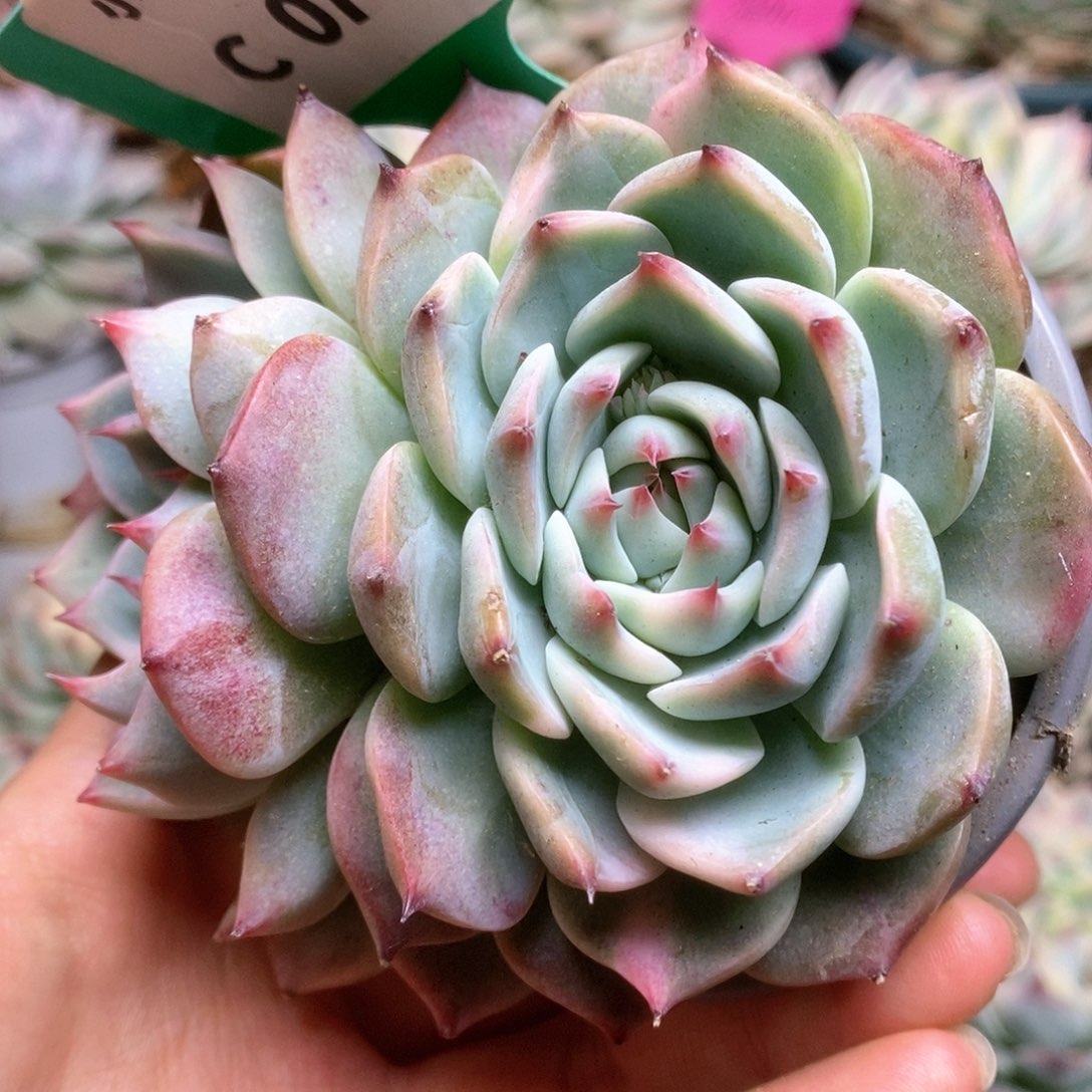 C737锦锦锦锦锦锦锦锦