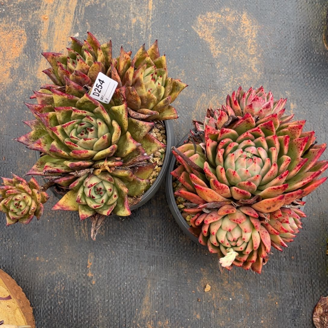 无花朵若如东云组拍D254