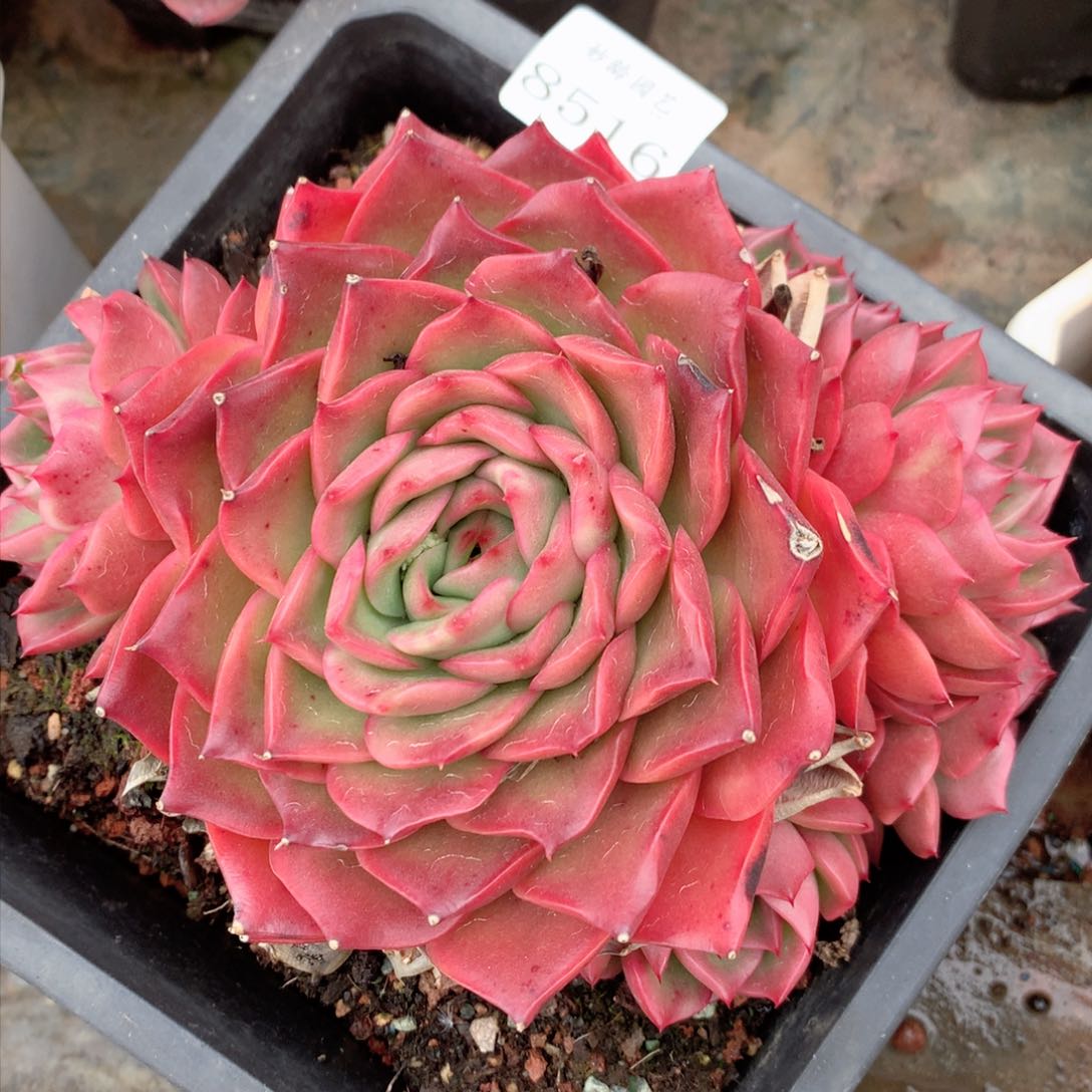 8516杂交多肉植物基地