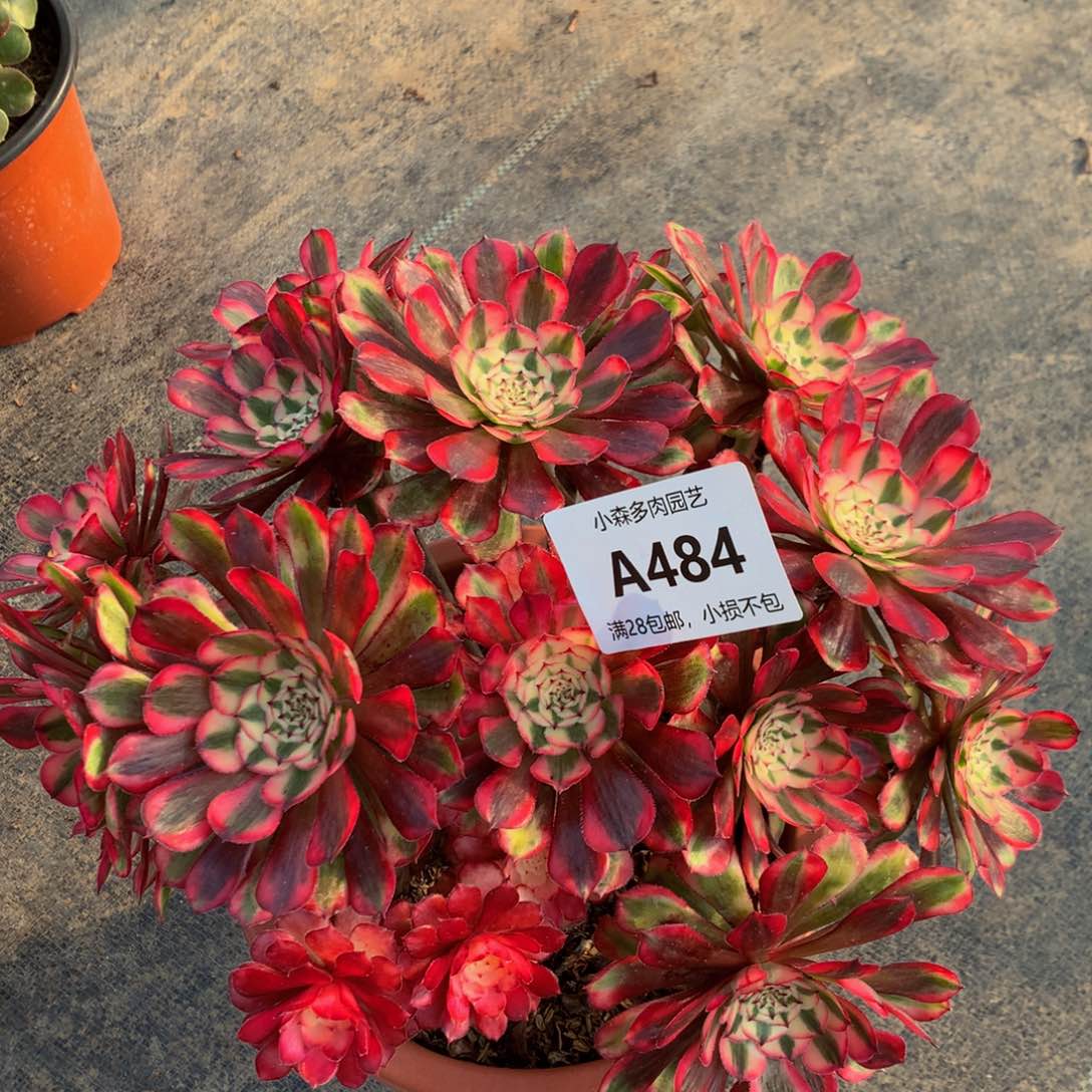 红彤白丛林48400000