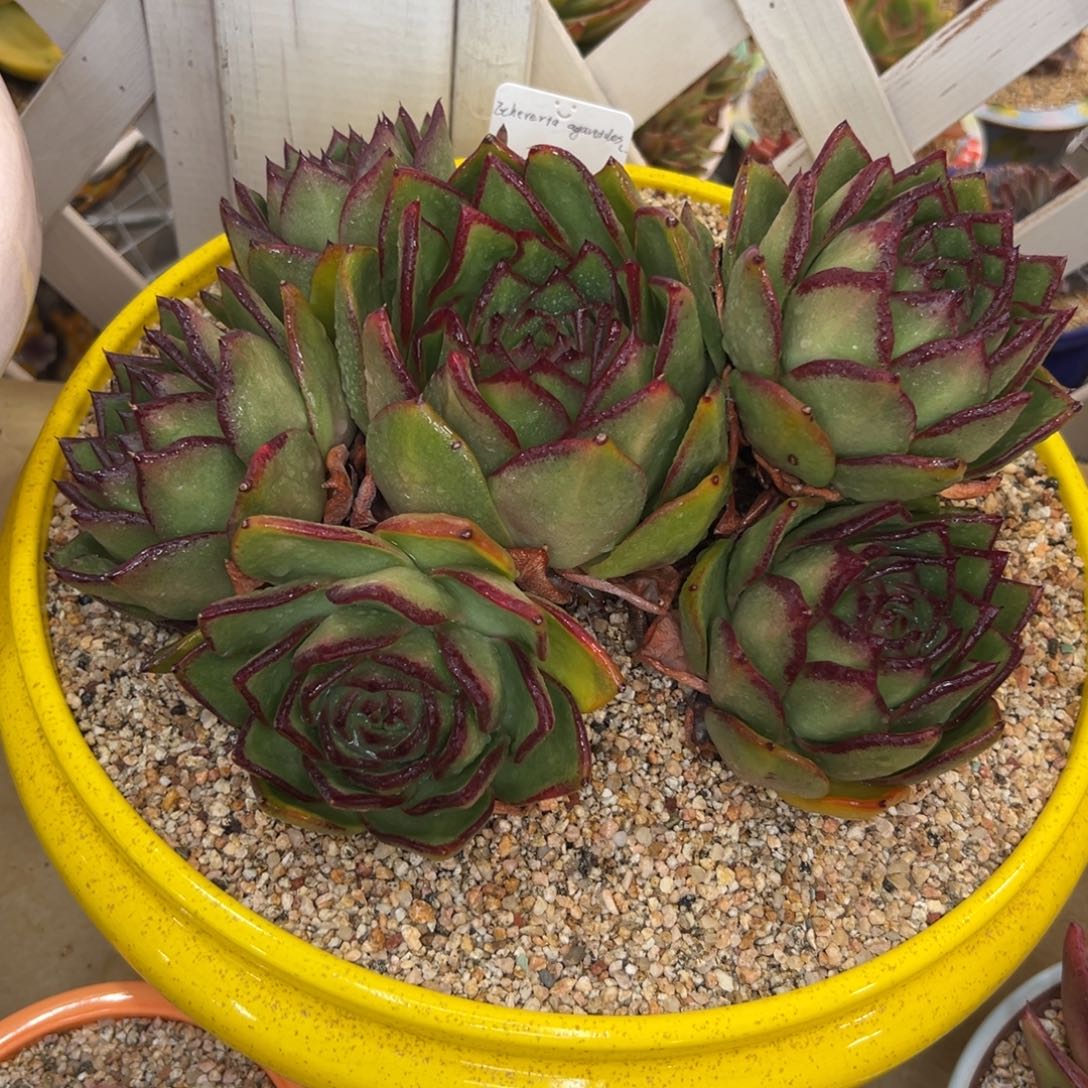 多***多多肉一物一拍0116-999