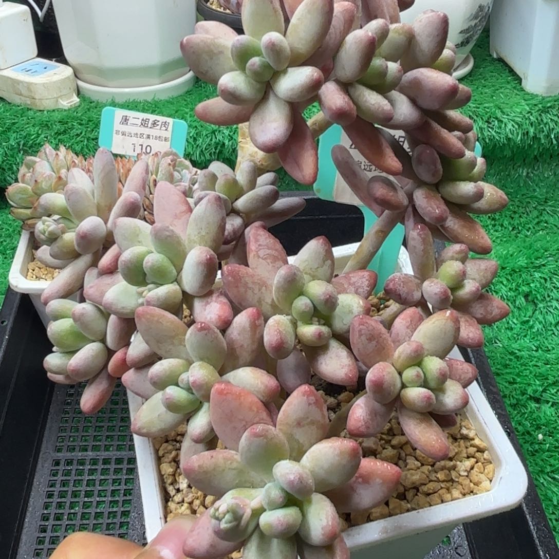 唐二姐多肉编号111