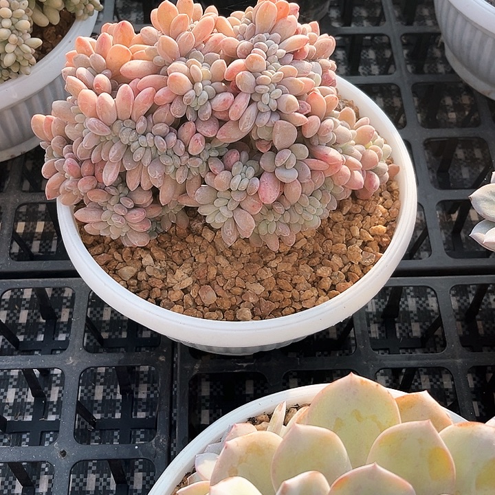 粉兔13号码牌子的话