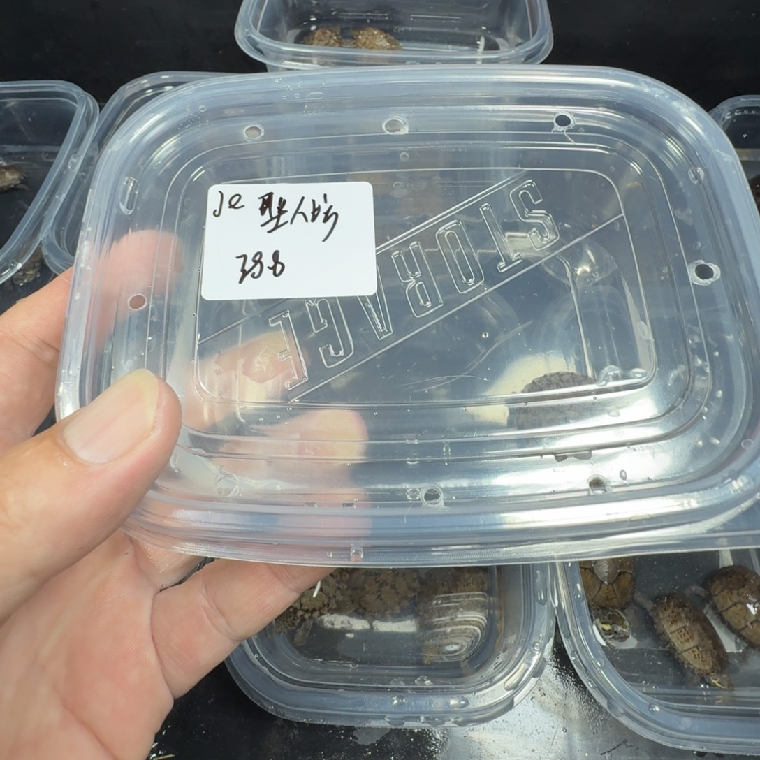 宠物龟不分公母fhjklkvnjk