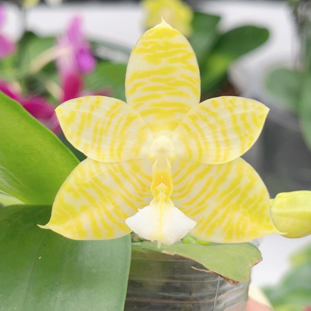 完全开放2.5寸林登戒指开花株