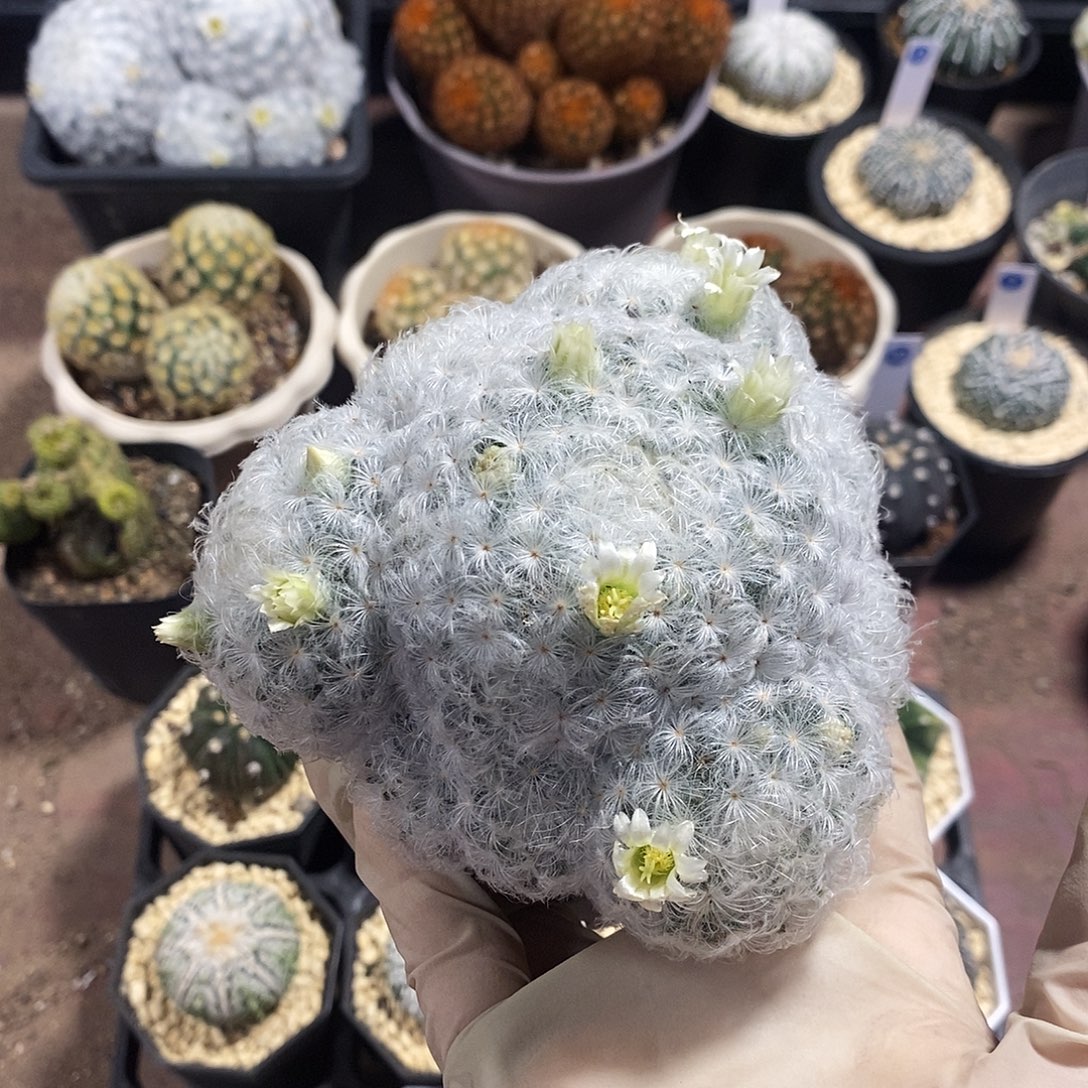 佛头白星小群，实生