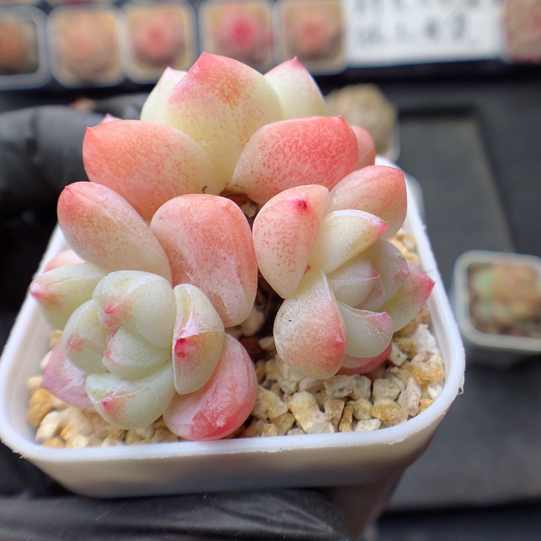 多肉植物。 冰玉122