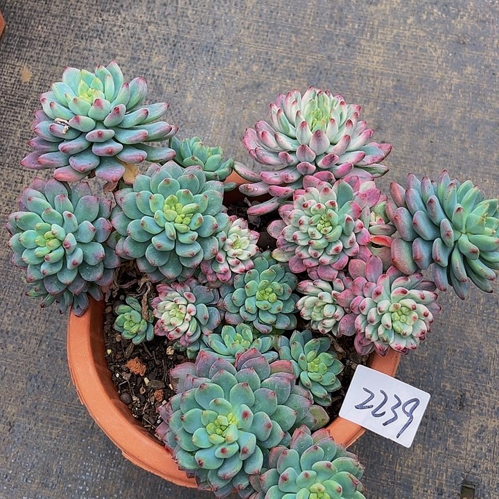 清*音蓝苹果锦2239