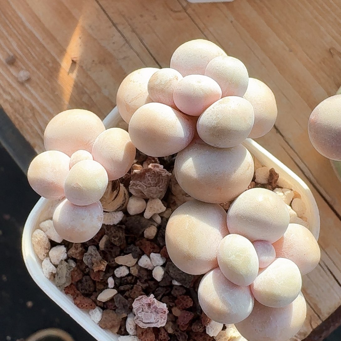 超级肥水光针奶酪，3头