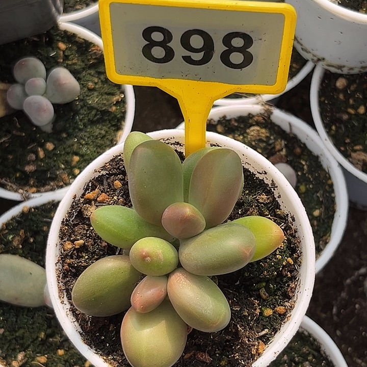 多肉植物芒果奶898