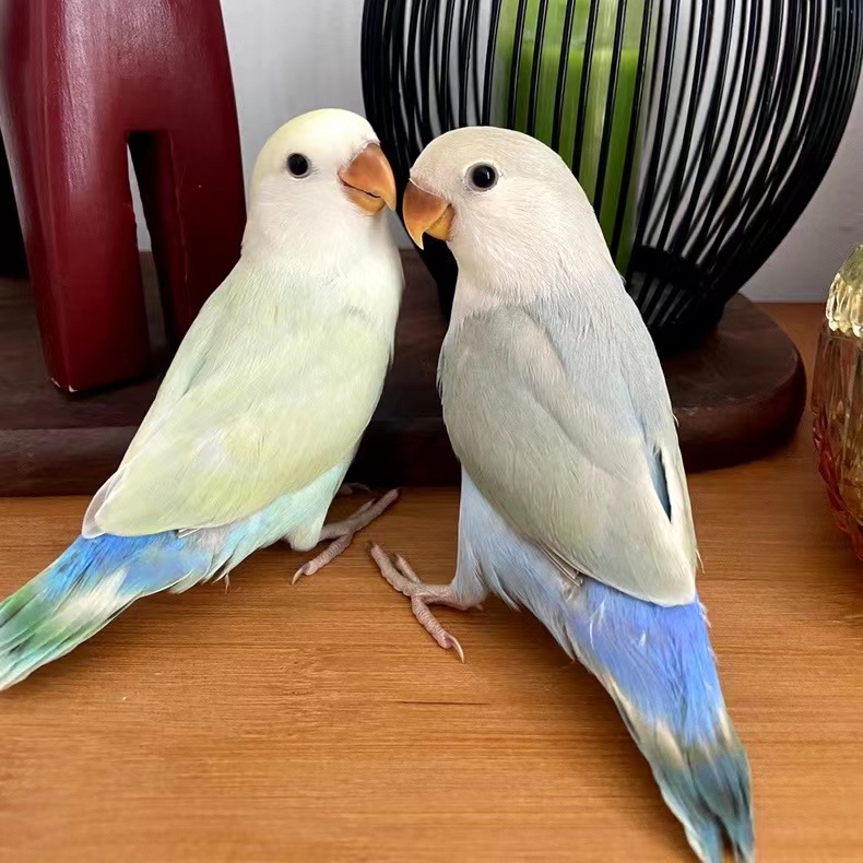 麋鹿萌宠屋牡丹鹦鹉白面澳桂苹果绿澳闪紫罗兰紫伊莎花桃手养鹦鹉