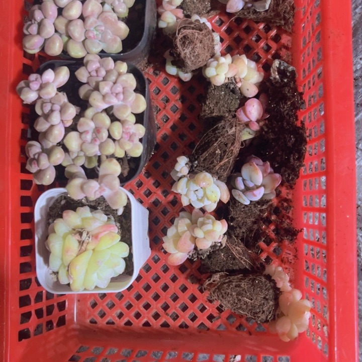 W****?专拍多肉植物大战