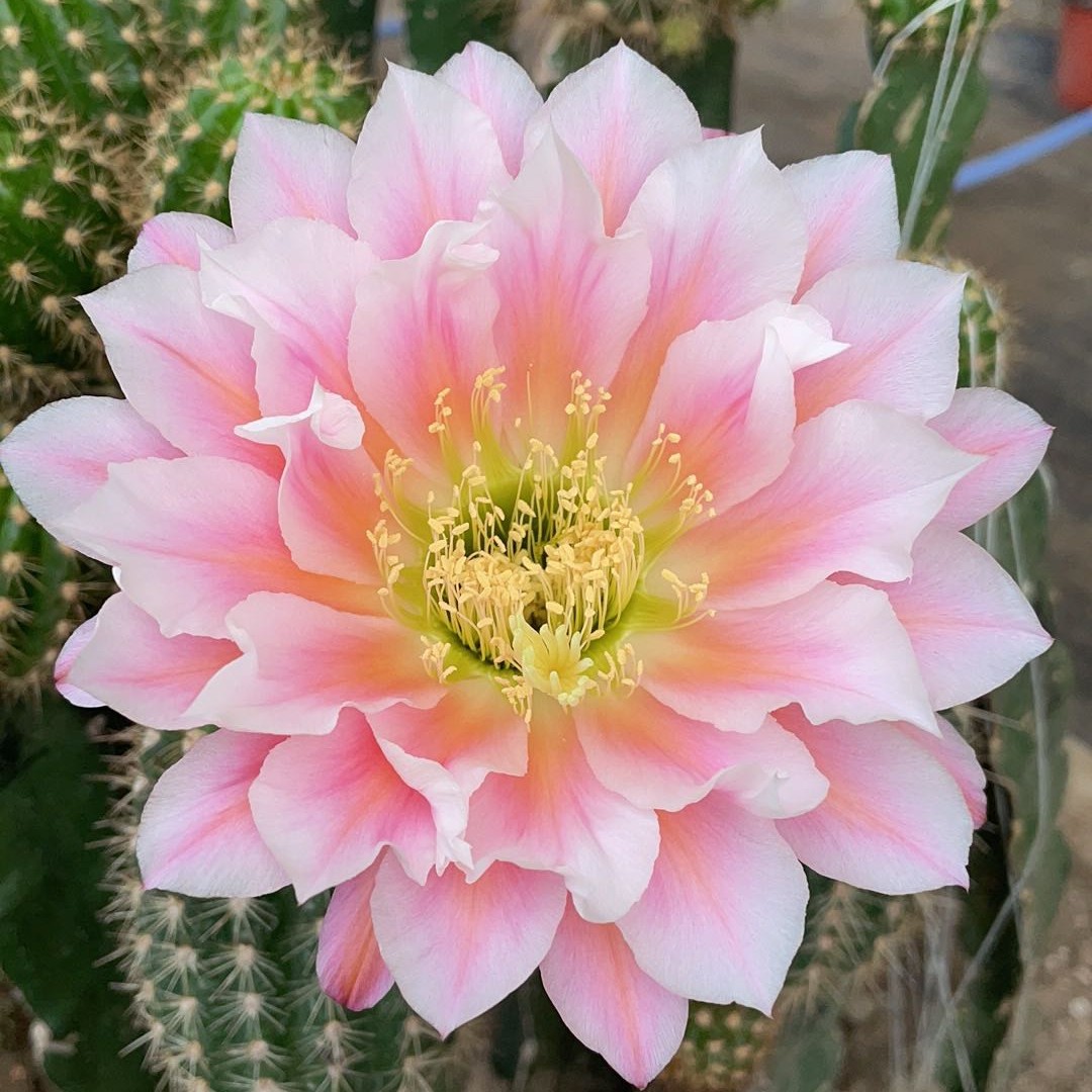 仙人球 毛花柱 城堡 无根侧芽