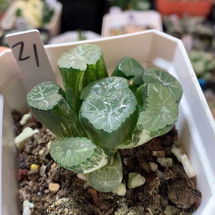 21号花菱万象锦一物一拍