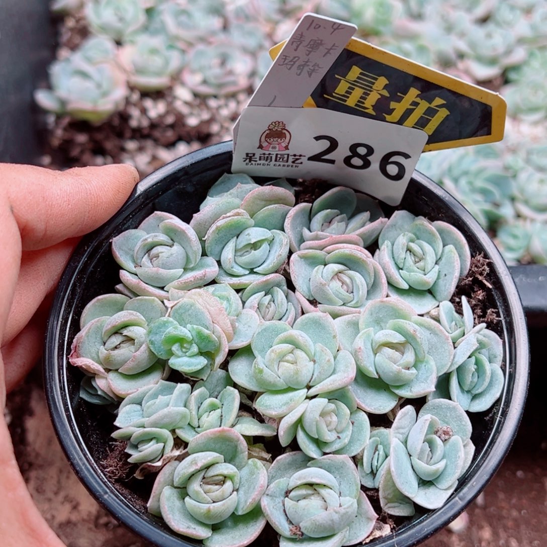 多肉植物多肉植物