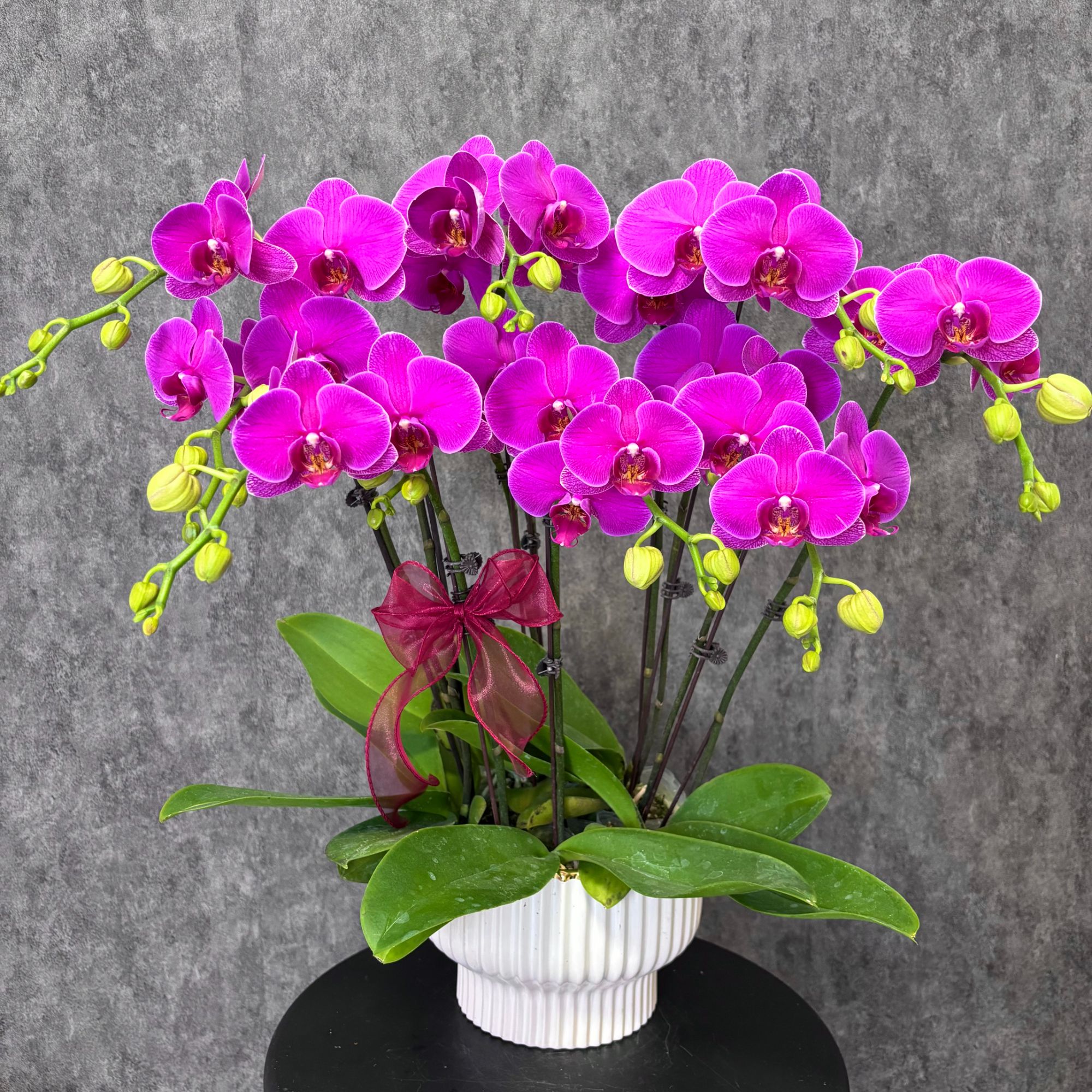 【恭喜发财-蝴蝶兰】 鲜花绿植  好养花期长 送礼装饰 室内观赏花