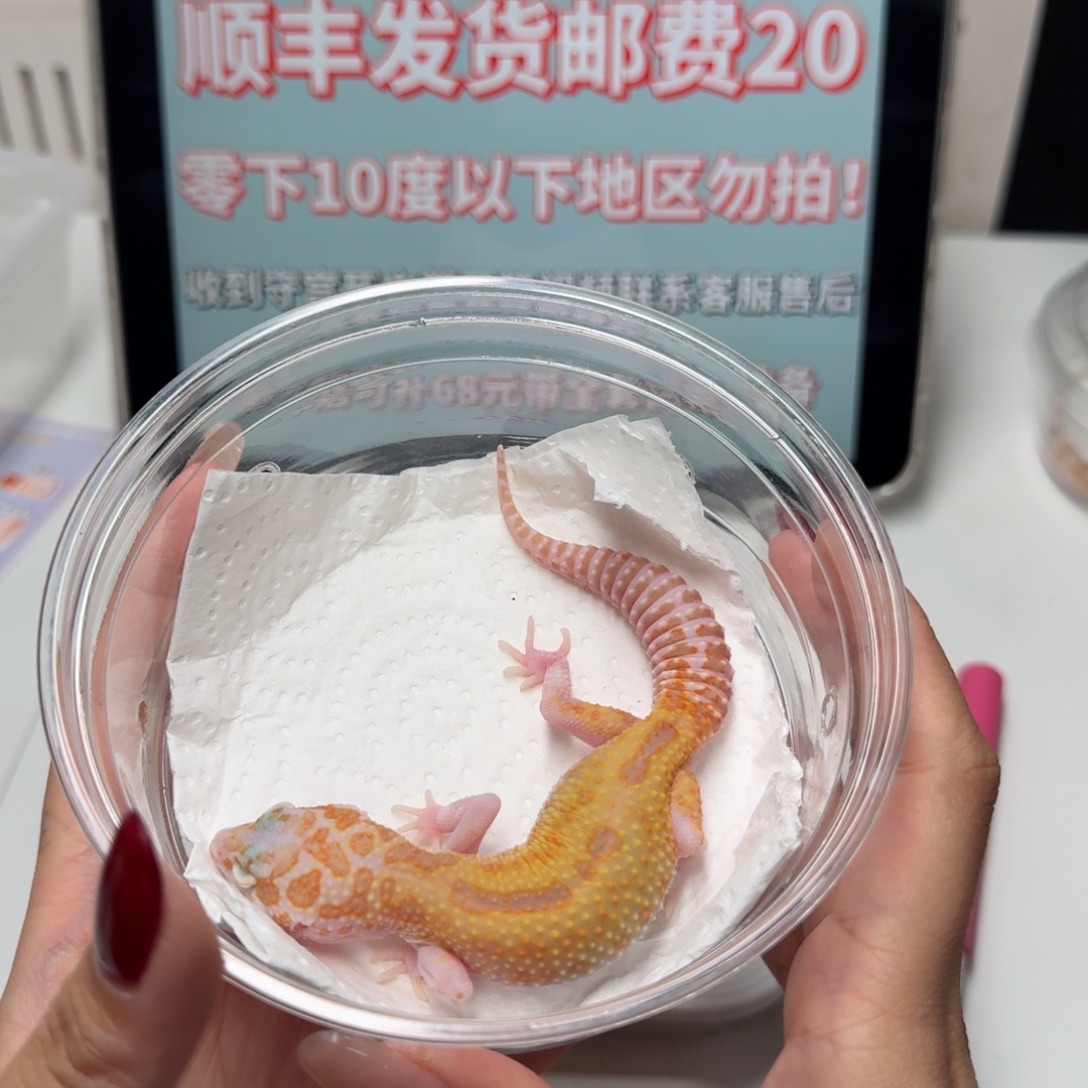 豹纹守宫白黄红眼蜡笔暴龙妹妹