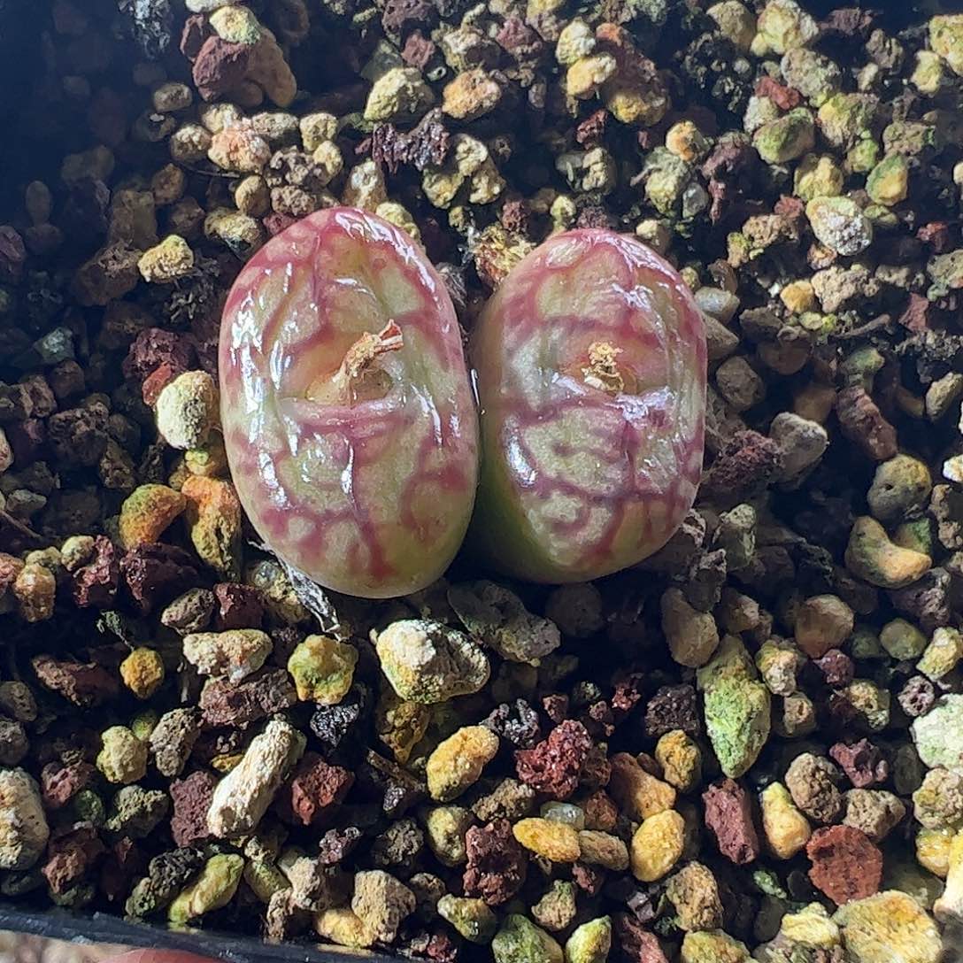 一物一拍脱土发。 864